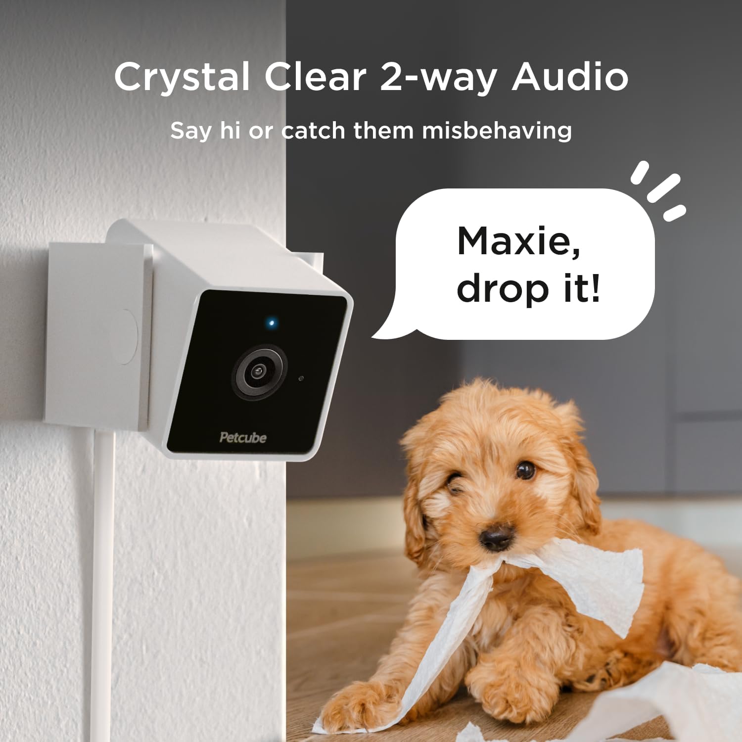 Petcube Cam The Pack of 2 | Indoor Wi-Fi Pet Security Camera with Phone App, 2-Way Audio and Video, Night Vision, 1080p HD Video and Smart Alerts - Image 3