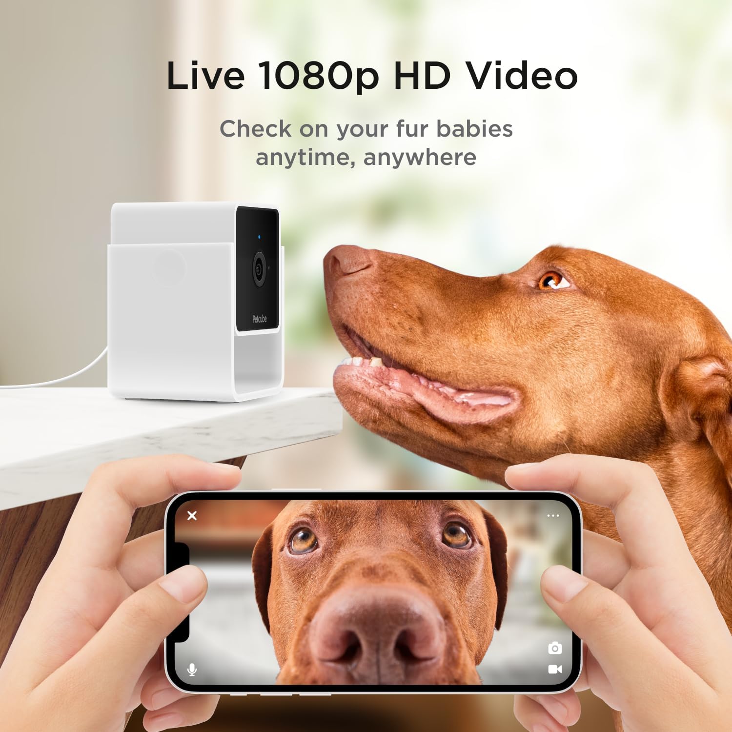 Petcube Cam The Pack of 2 | Indoor Wi-Fi Pet Security Camera with Phone App, 2-Way Audio and Video, Night Vision, 1080p HD Video and Smart Alerts - Image 2
